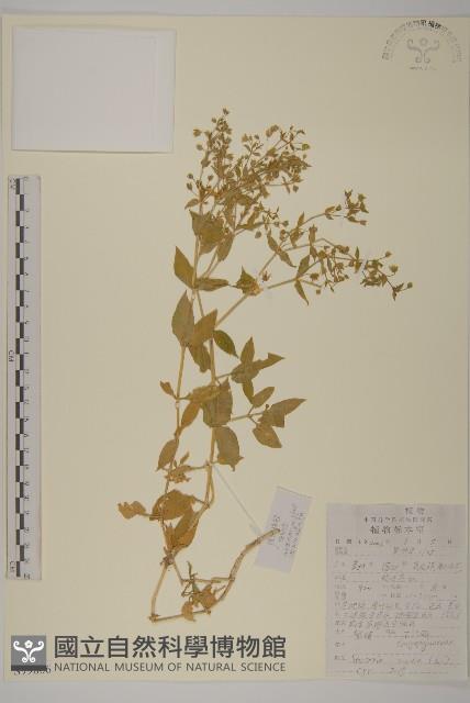 繁縷藏品圖，第1張