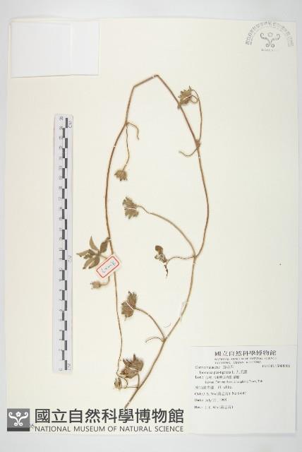 九爪藤藏品圖，第1張