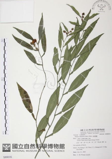 柚葉藤藏品圖，第1張