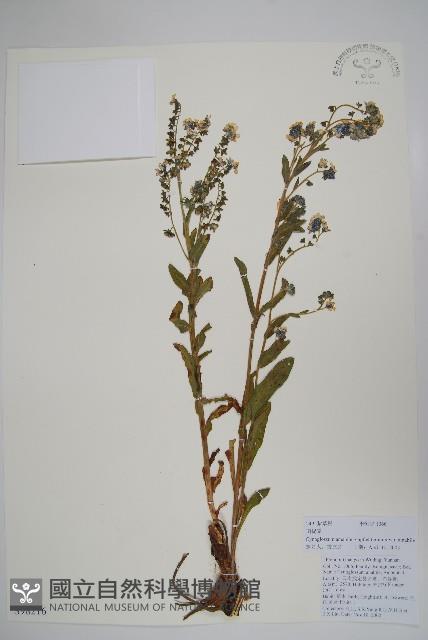 中國勿忘草藏品圖，第1張