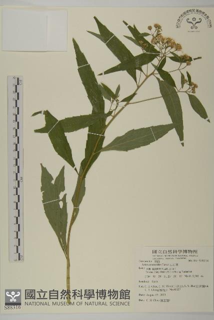 山白蘭藏品圖，第1張