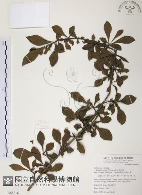 對面花藏品圖，第1張