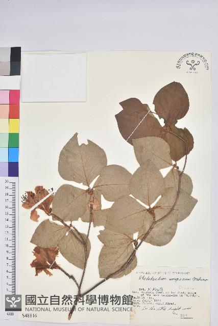 阿馬基山杜鵑花藏品圖，第1張