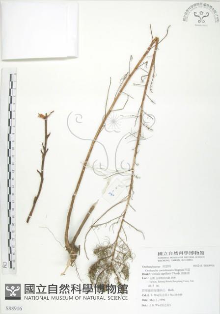 列當藏品圖，第1張