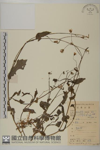 紫背草藏品圖，第1張