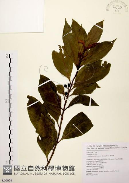 茜草樹藏品圖，第1張