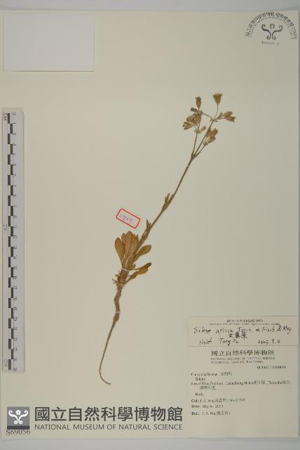 女婁菜藏品圖，第1張