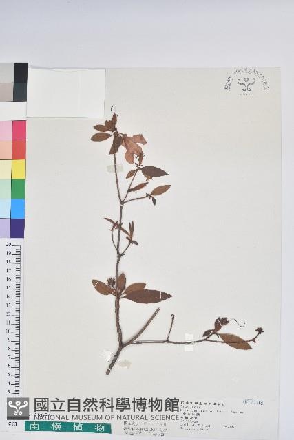 金毛杜鵑藏品圖，第1張