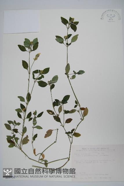 爵床藏品圖，第1張