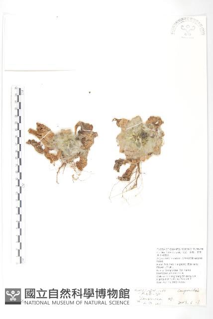 登錄號:S098756藏品圖，第1張