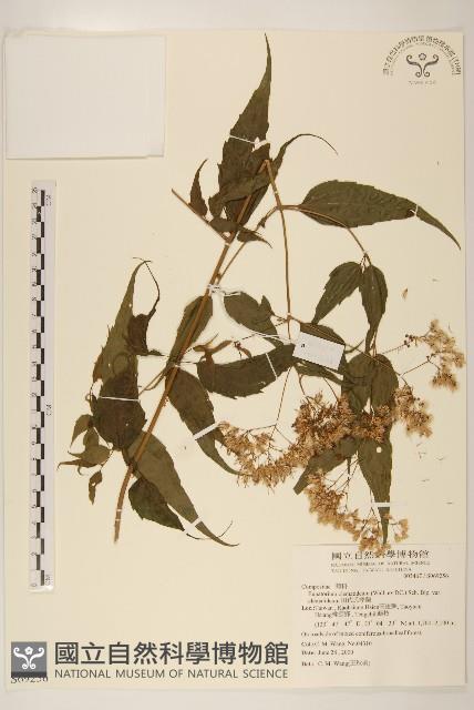 田代氏澤蘭藏品圖，第1張