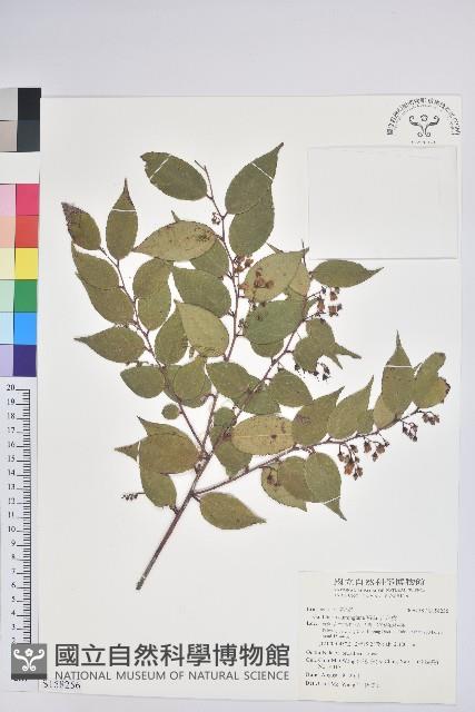 白珠樹藏品圖，第1張