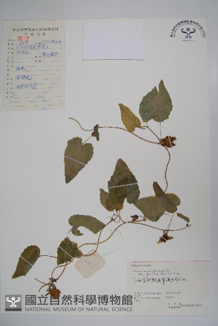 金錢豹藏品圖，第1張