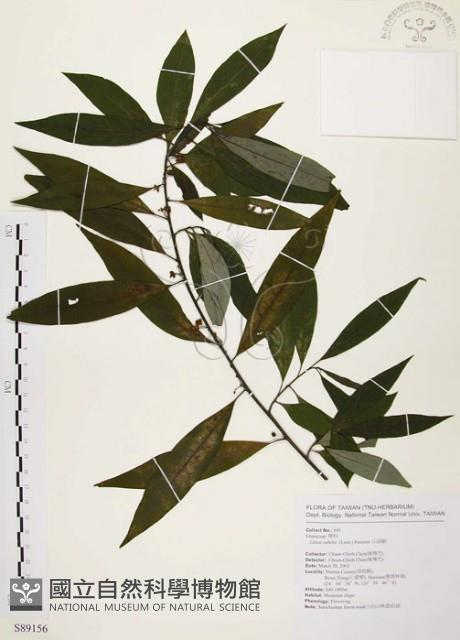 山胡椒藏品圖，第1張