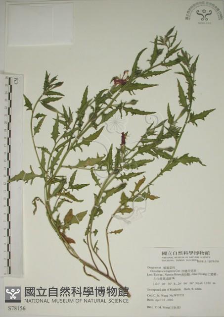 四翅月見草藏品圖，第1張