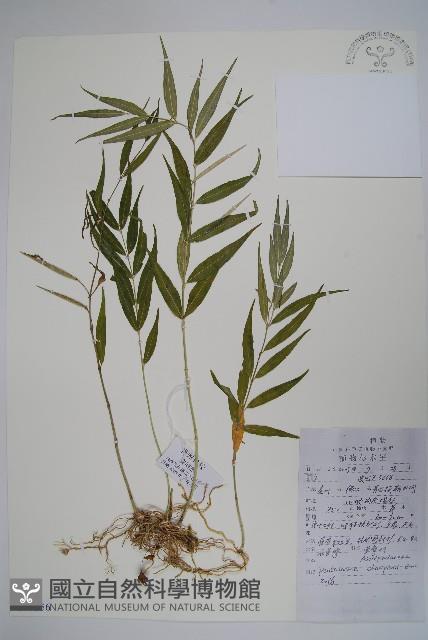 石蘿藦藏品圖，第1張