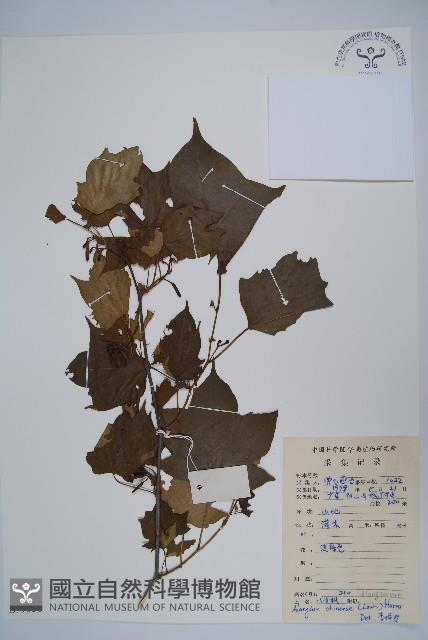 八角楓藏品圖，第1張