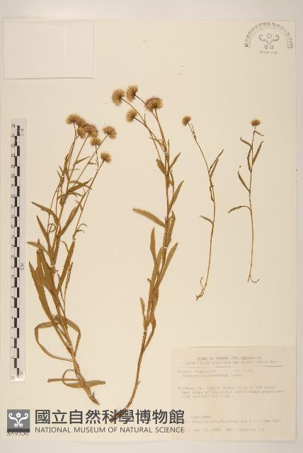 玉山飛蓬藏品圖，第1張