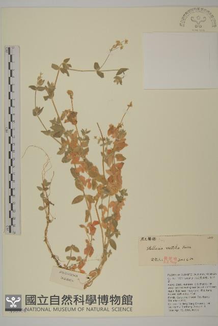 疏花繁縷藏品圖，第1張