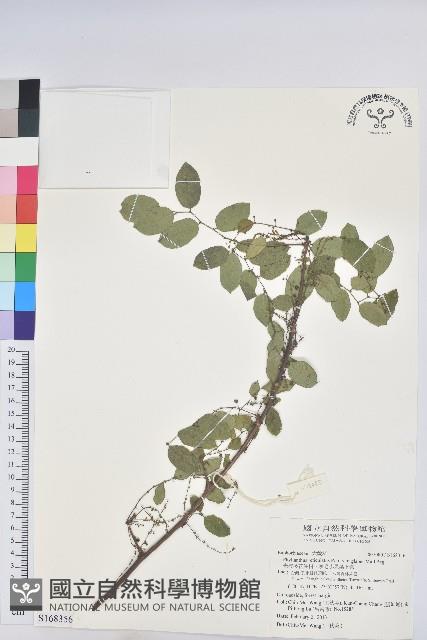 光枝多花油柑、無毛小果葉下珠藏品圖，第1張