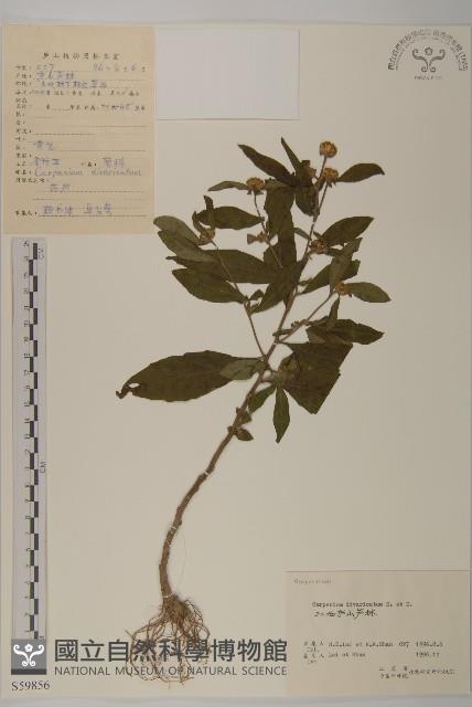 煙管草藏品圖，第1張