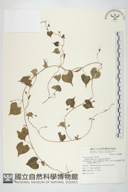 野牽牛藏品圖，第1張