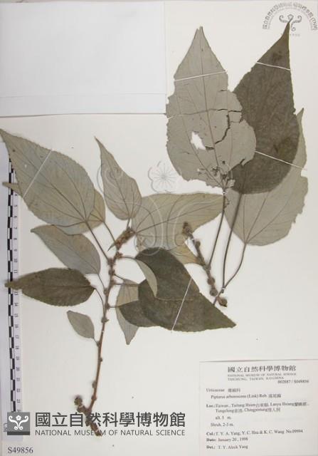 落尾麻藏品圖，第1張