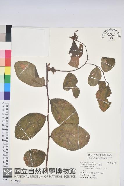 土密樹藏品圖，第1張