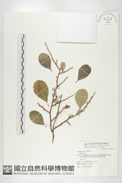 登錄號:S068956藏品圖，第1張