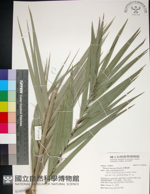 台灣海棗藏品圖，第1張