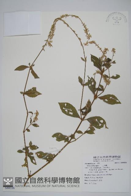 土牛膝藏品圖，第1張