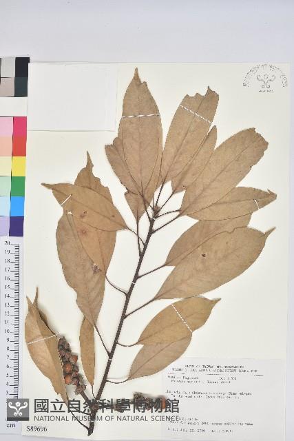 短尾葉石櫟、嶺南柯`東南石櫟藏品圖，第1張