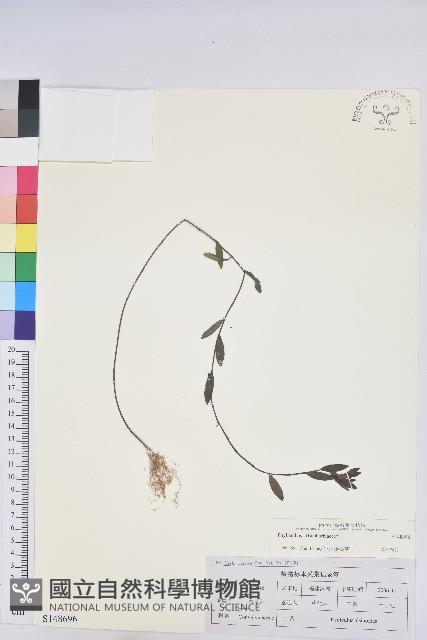 登錄號:S148696藏品圖，第1張