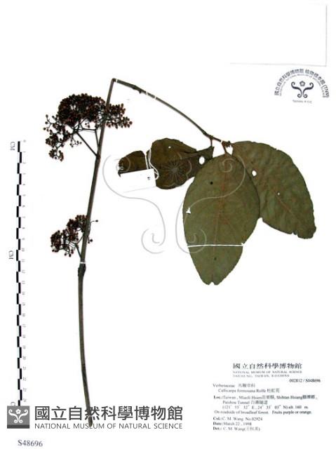 杜虹花，台灣紫珠藏品圖，第1張