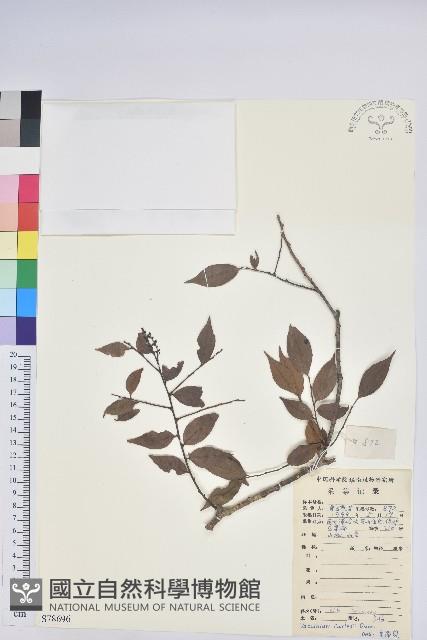 短尾越橘藏品圖，第1張