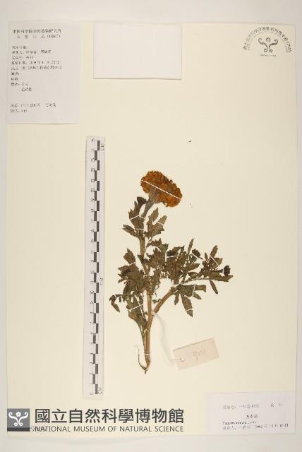 西番菊、萬壽菊藏品圖，第1張