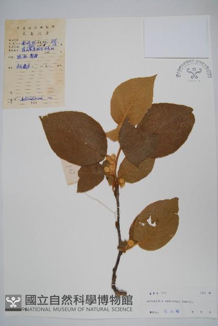 毛花楊桃藏品圖，第1張