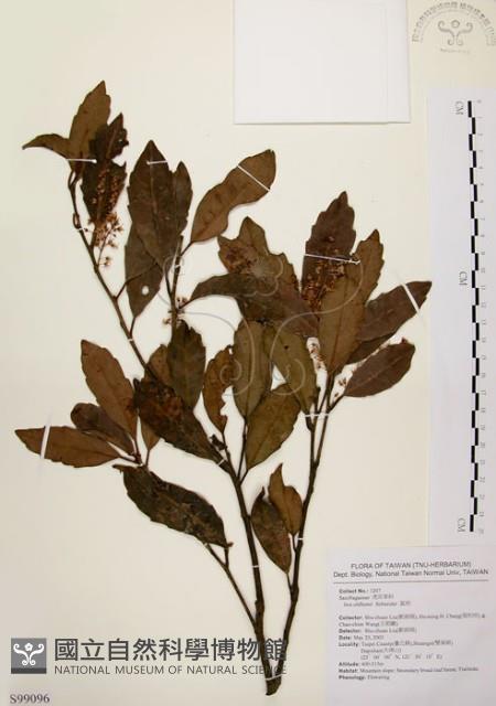 鼠刺藏品圖，第1張