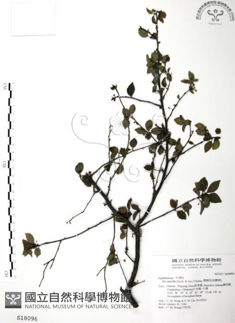 燈稱花、烏雞骨藏品圖，第1張