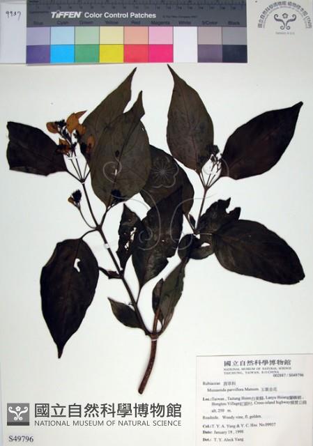 玉葉金花藏品圖，第1張