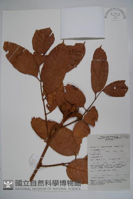 登錄號:S058796藏品圖，第1張