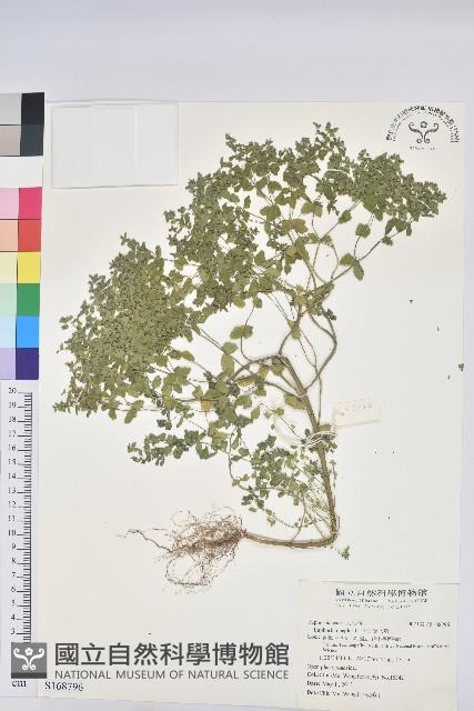 荸艾類大戟藏品圖，第1張