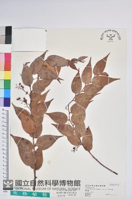 葉穗香茶菜藏品圖，第1張