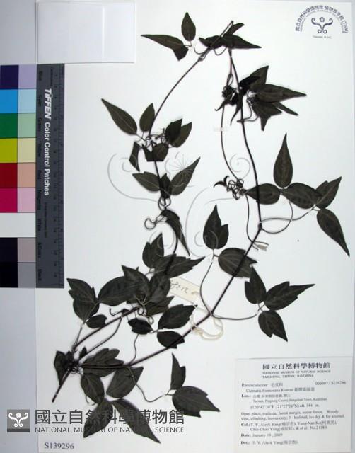 臺灣鐵線蓮藏品圖，第1張