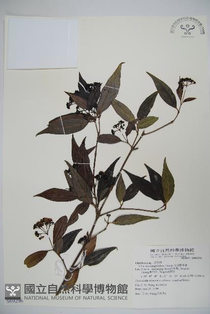 玉山糯米樹、狹葉糯米樹藏品圖，第1張