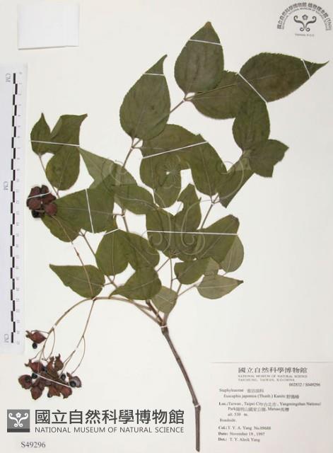 野鴉椿藏品圖，第1張