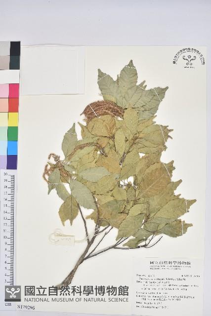 油葉石櫟藏品圖，第1張