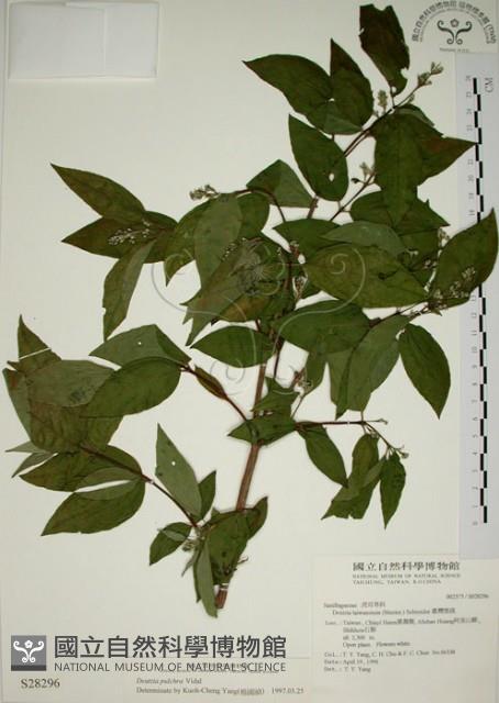 大葉溲疏藏品圖，第1張