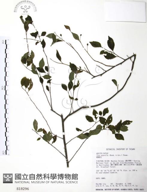 燈稱花、烏雞骨藏品圖，第1張