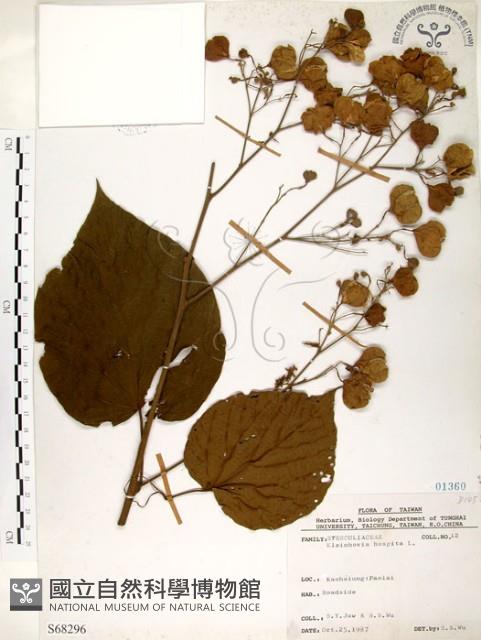 克蘭樹藏品圖，第1張